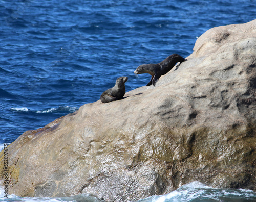 seals on rocks
