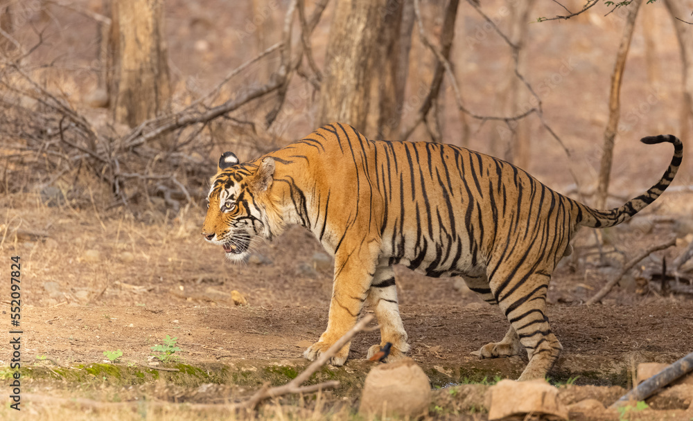 Male tiger (Panthera tigris) in the forest of Ranthambore, Rajasthan. Male tiger (Panthera tigris) in the forest of Ranthambore, Rajasthan.