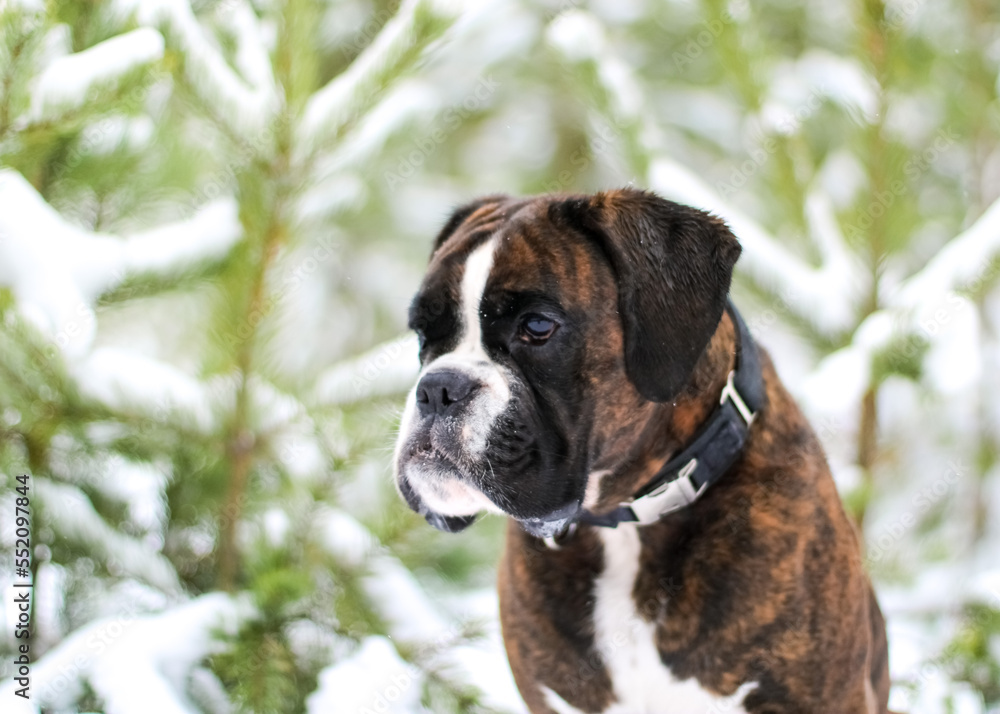 Beautiful boxer dog’s portrait outside in snow 