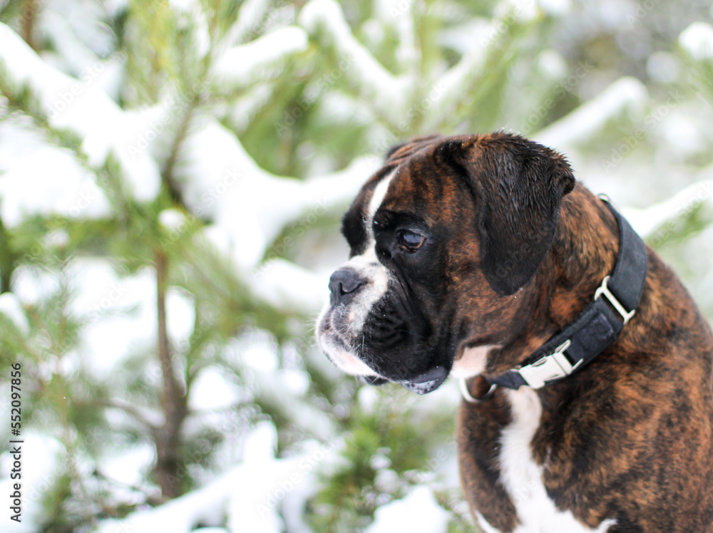 Beautiful boxer dog’s portrait outside in winter Beautiful boxer dog’s portrait outside in winter
