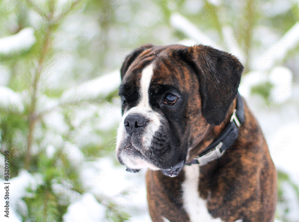 Beautiful boxer dog’s portrait outside in winter 