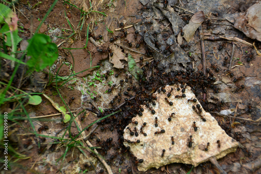 ant colony on the ground eating sweet cookie, macro ant colony on the ground eating sweet cookie, macro