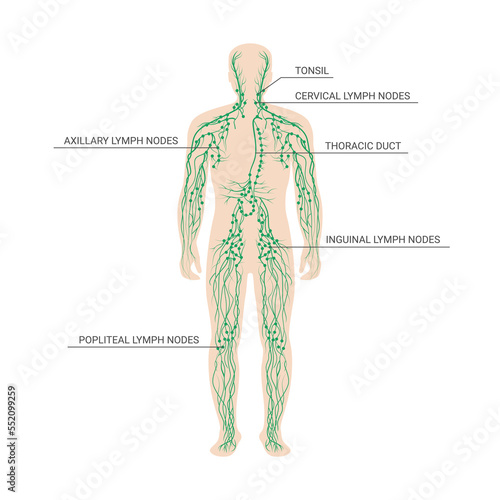 The lymphatic system labeled on a male body