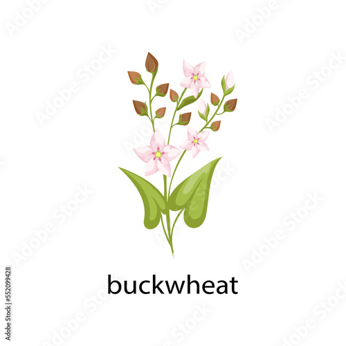 Buckwheat cereal crop cartoon illustration. Buckwheat with leaves isolated on white background. Plant, flowers concept