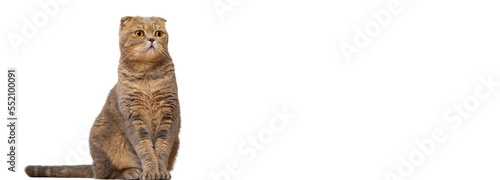A red-haired Scottish fold cat with yellow eyes isolated on a white background. Isolate of a sitting cat.