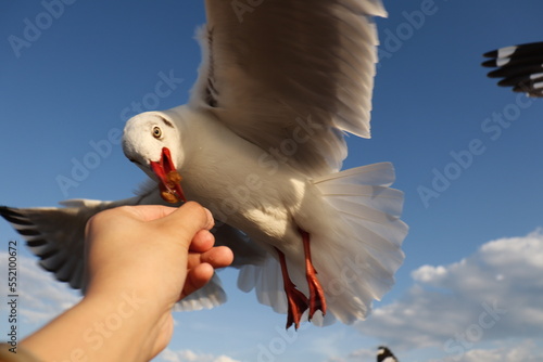 Seagull flying to eat food from hand tourist, Bangpu, Samutprakan province, Thailand photo