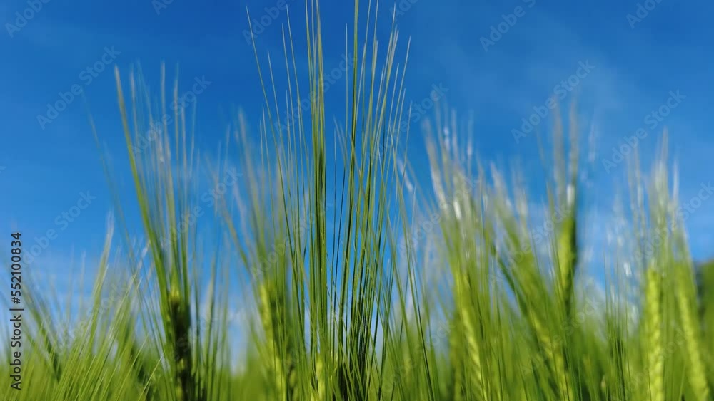 Grain Field | Green Barley Fields | Barley Grain | Grain and Blue Sky Grain Field | Green Barley Fields | Barley Grain | Grain and Blue Sky