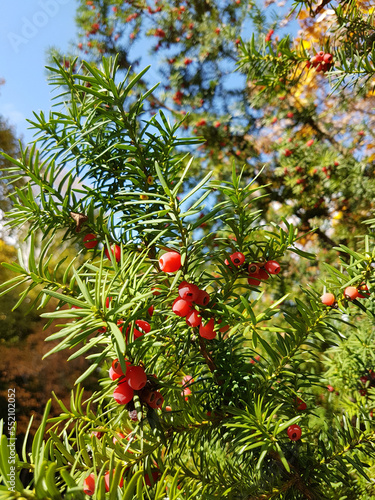 Fototapeta Naklejka Na Ścianę i Meble -  branch of a yewtree with toxic red berries