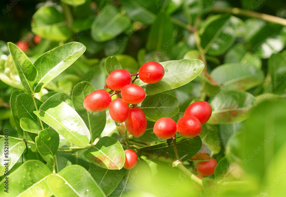 Karanda fruit blossom on tree, Tropical fruit Karanda fruit blossom on tree, Tropical fruit