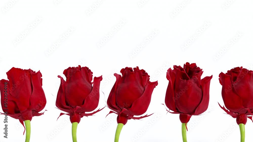 slow motion red rose isolated on white background. 3D animation. flower and plants concept idea. slow motion red rose isolated on white background. 3D animation. flower and plants concept idea.