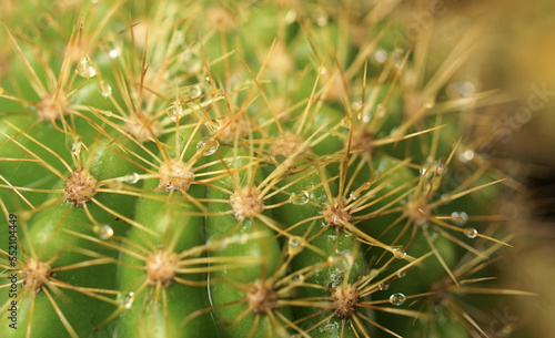 Close up shot of cactus with raindrops