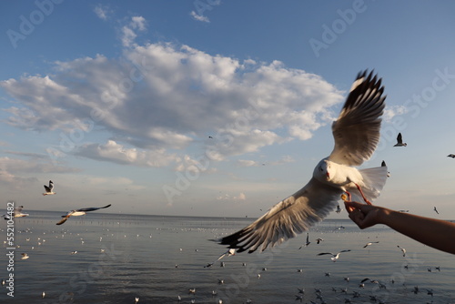 Feeding Food To Seagull 
