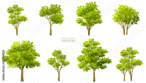 Abstract vector watercolor ,tree or forest side view isolated on white background for landscape and architecture drawing,elements for environment and garden,botanical for section and elevation