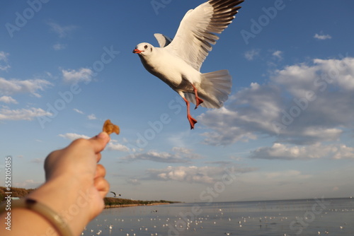 Traveller feeding food a seagull in flight by hand