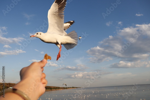 Traveller feeding food a seagull in flight by hand.