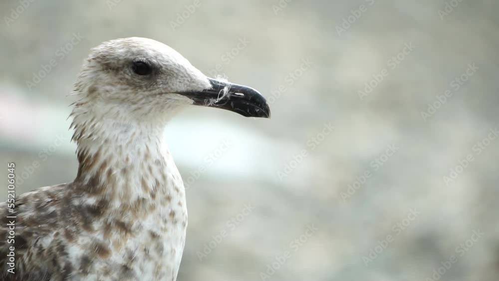 Seagull on the background of the sea close-up. A young seagull stands on the seashore and turns its head. Seagull on the background of the sea close-up. A young seagull stands on the seashore and turns its head.