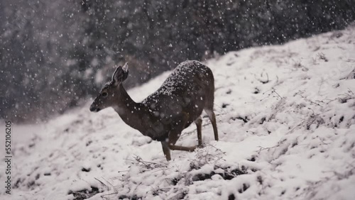 White-tailed Deer in Falling Snow Snowflakes