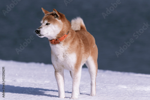 冬の川をバックに立つ柴犬