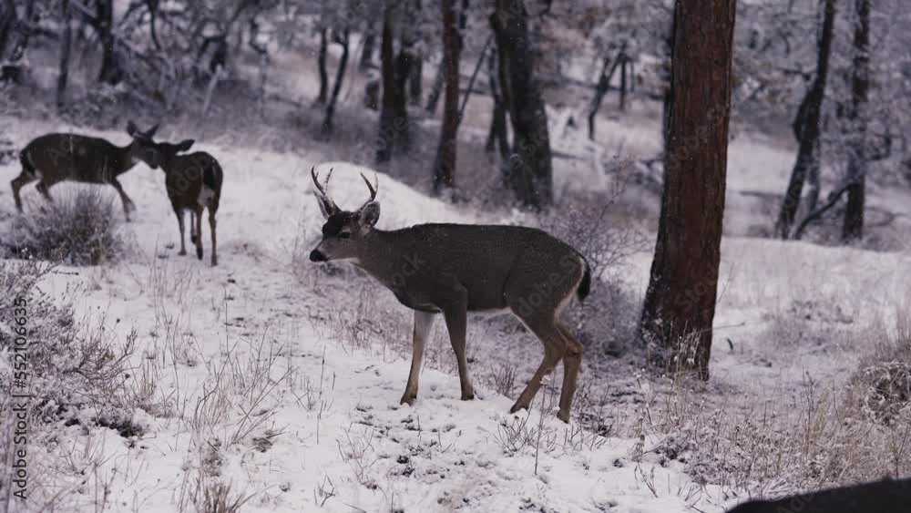 White-tailed Deer Buck in Falling Snow Snowflakes White-tailed Deer Buck in Falling Snow Snowflakes