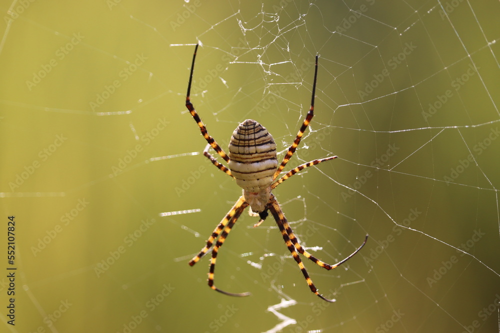 Wasp spider (Argiope bruennichi) on the web Wasp spider (Argiope bruennichi) on the web