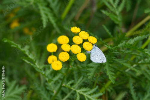 Holly Blue (Celastrina argiolus) butterfly with closed wings perched on a yellow flower in Zurich, Switzerland photo