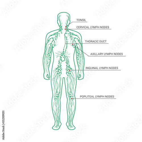 The lymphatic system labeled on a male body