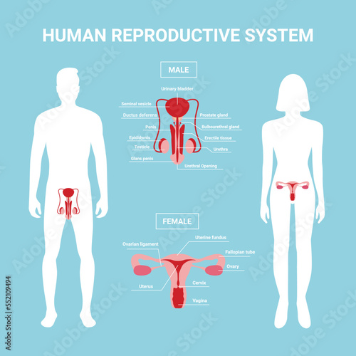 Human reproductive system. Female and male body with reproductive system organs