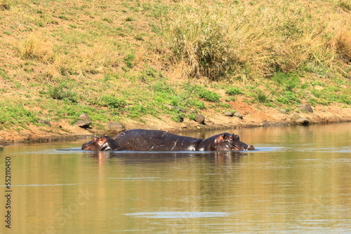 hippopotamus with a little baby hippo in a lake in kruger park in south africa © Dynamoland
