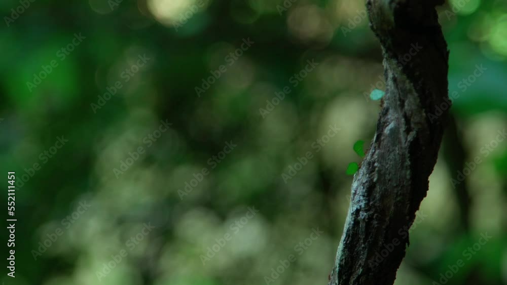 the ants carry the leaves of the tree in a row down the branch the ants carry the leaves of the tree in a row down the branch