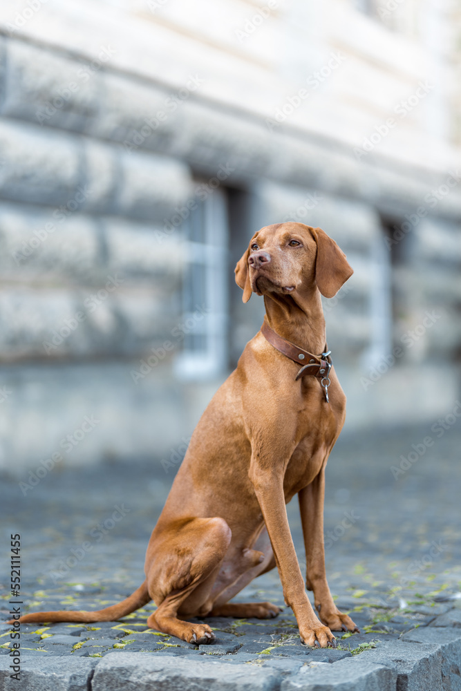 Adorable urban portrait of a sitting Hungarian Shorthaired Pointer Vizsla