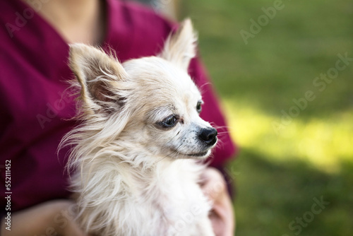 old chihuahua dog playing with vet