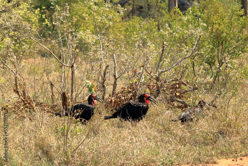 A Southern Ground Hornbill  Bucorvus leadbeateri   Kruger National Park  South Africa.