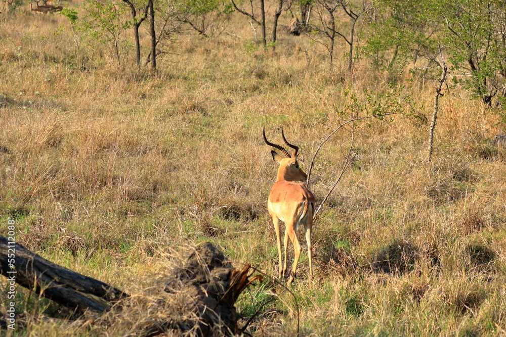 One impala buck facing the tourist at the Kruger National Park South Africa One impala buck facing the tourist at the Kruger National Park South Africa