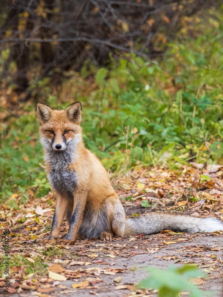 Close up of a red fox Vulpes vulpes, sitting on a path in the forest. Close up of a red fox Vulpes vulpes, sitting on a path in the forest.