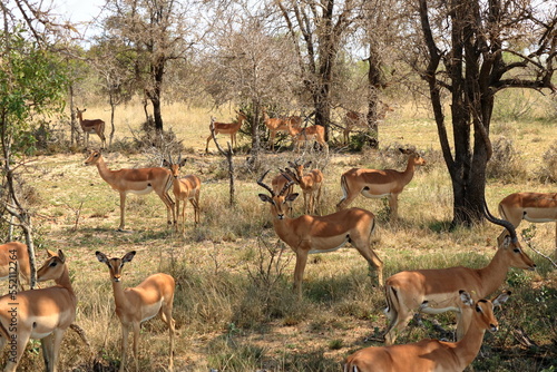 Herd of Impala in Kruger National Park in South Africa