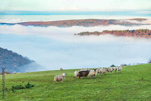Sheep grazing in a field overlooking the mist filled valley of Horner Water to Bossington Hill and Minehead North Hill on Exmoor National Park at Cloutsham, Somerset, England UK photo