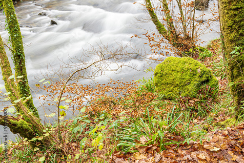 Autumn beech leaves and moss beside the River Barle flowing through Tarr Steps Woodland National Nature Reserve in Exmoor National Park near Liscombe, Somerset, England UK photo