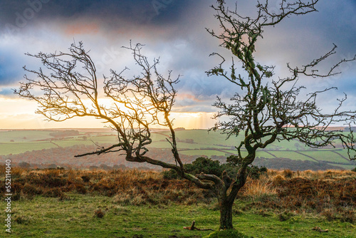 A gnarled hawthorn tree in a winter sunset on Winsford Hill in Exmoor National Park, Somerset, England UK