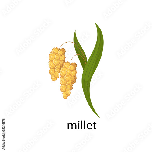 Millet cereal crop cartoon illustration. Millet with green leaves isolated on white background. Plant, flowers concept