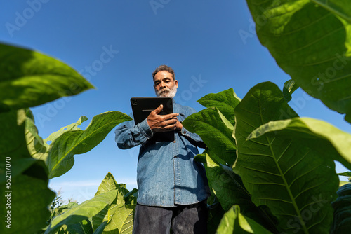 Farmer plantation check growth of tobacco leaf take note to tablet on sunshine morning in garden