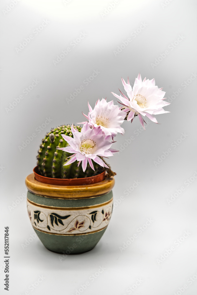 Fiori di cactus in vaso