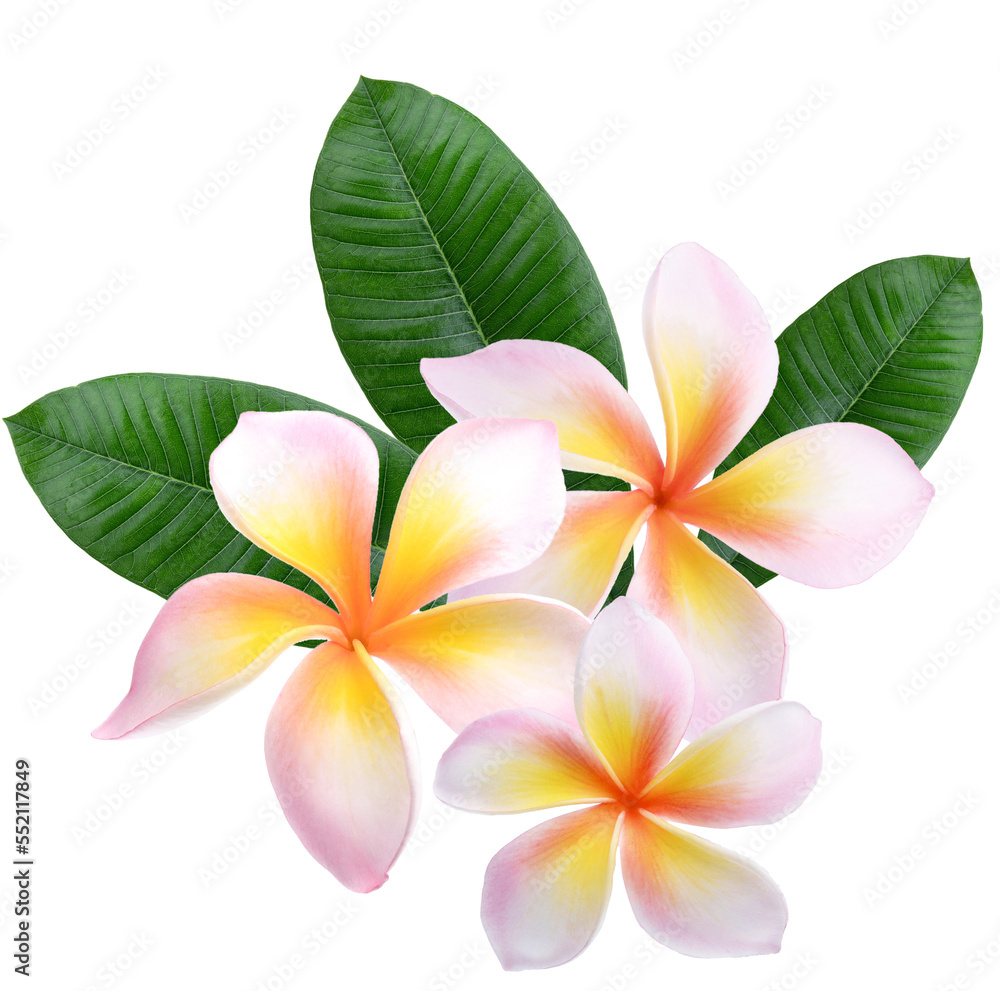 Plumeria, frangipani flowers isolated on transparent. Plumeria, frangipani flowers isolated on transparent.