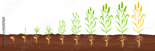 Growing crop proccess. Farm plant growth stages