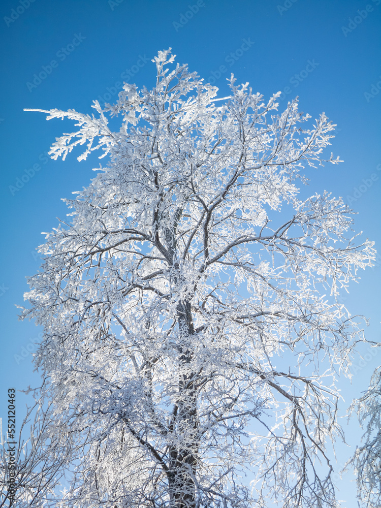 Deciduous tree covered with frost.