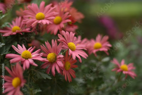 Pink Chrysanthemum in the sunny autumn garden.Background of many small flowers of Chrysanthemum. Beautiful pink autumn flower background. Chrysanthemums flowers blooming in garden at sunny spring day.