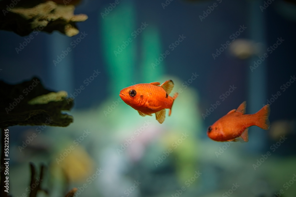 Obraz premium Salt water orange fish