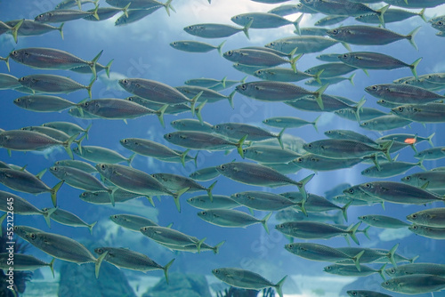 Beautiful aquarium shoal of mackerel