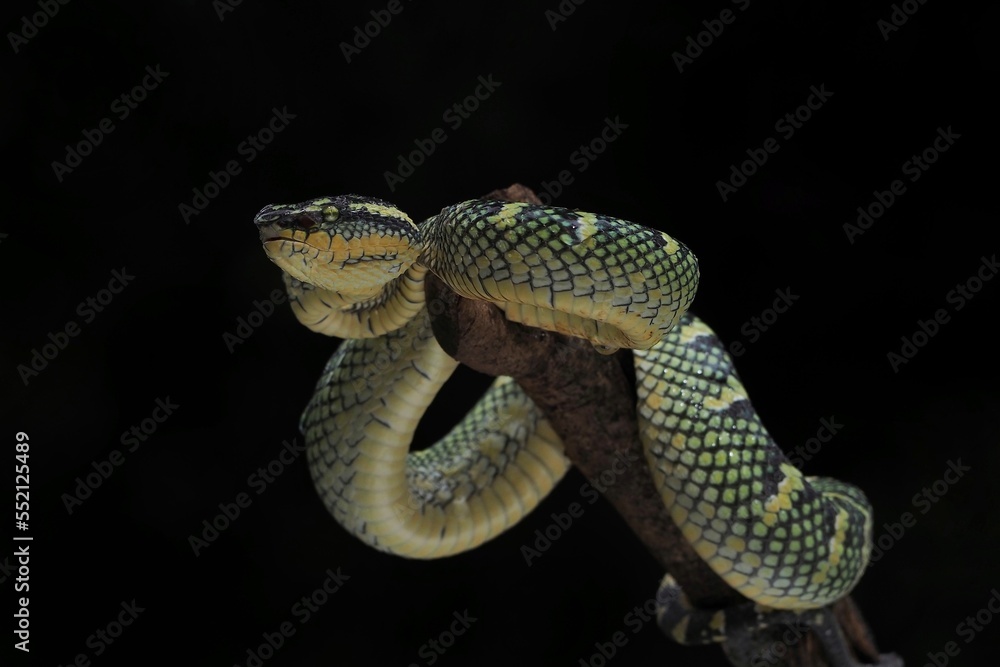 Tropidolaemus wagleri snake closeup on the branch, Viper snake, Beautiful color wagleri snake Tropidolaemus wagleri snake closeup on the branch, Viper snake, Beautiful color wagleri snake