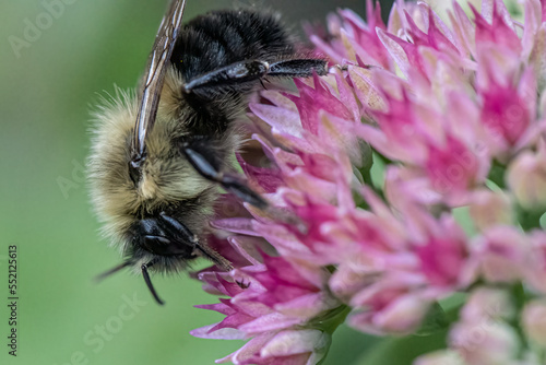 Close Up of Bee on Sedum