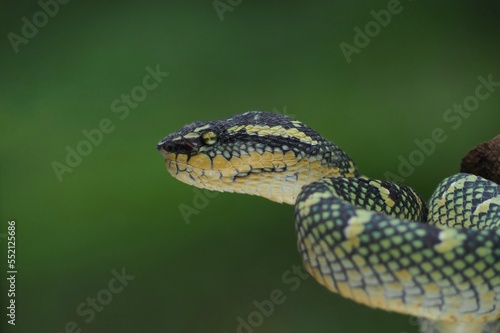 Tropidolaemus wagleri snake closeup on the branch, Viper snake, Beautiful color wagleri snake 